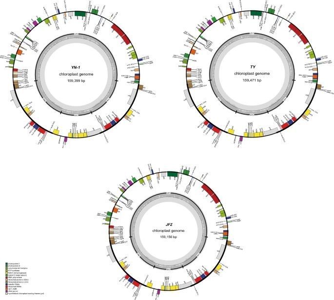 Figure 1 Lin et al., 2024