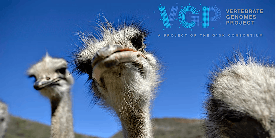 VGP header image (with ostriches)