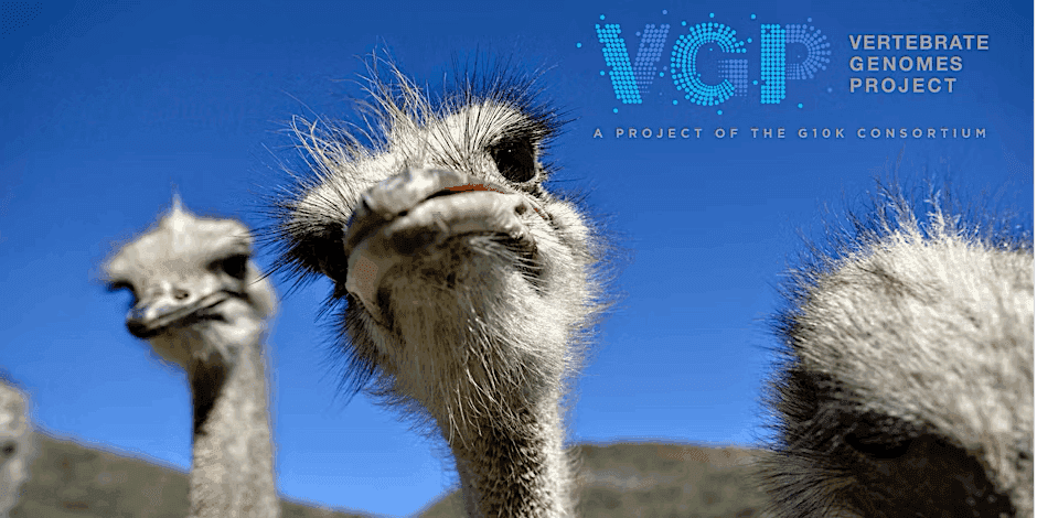 VGP header image (with ostriches)