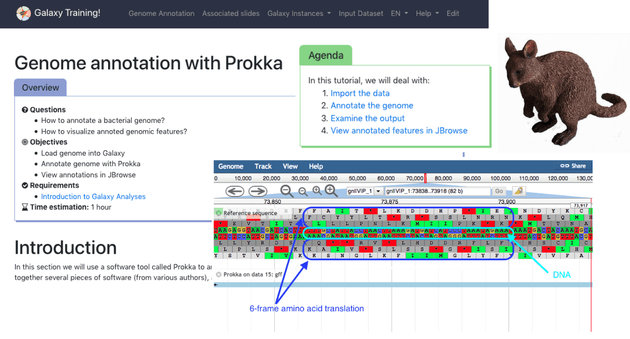 Genome annotation with Prokka